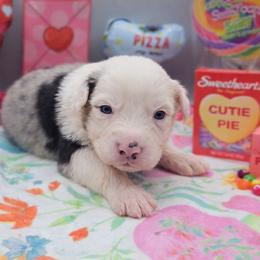 Twizzlers - Blue merle male Australian Shepherd puppy in Riverside, California from Aus Cal (Aussies of soCal)