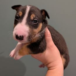 Billy Idol - Black tan and white male Miniature Bull Terrier puppy in London, Kentucky from Barton's Miniature Bull Terrier