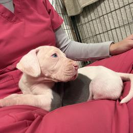 Theo - Blue and white male Great Dane puppy in Russellville, Arkansas from River Valley Great Danes & Miniature Schnauzers