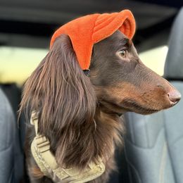 Benji - Dachshund