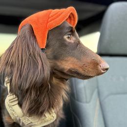 Benji - Dachshund