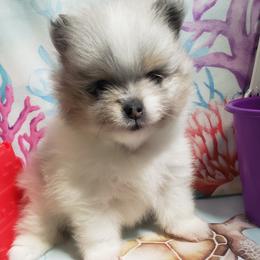 Mimosa - Blue merle female Pomeranian puppy in Weatherford, Texas from Jeweled Poms