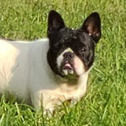 French Bulldogs and Pugs from Janice's French Bulldogs & Pugs