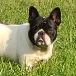 French Bulldogs and Pugs from Janice's French Bulldogs & Pugs