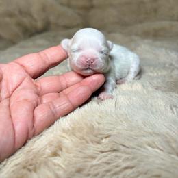 Pearl - White female Shih Tzu puppy in Phoenix, Arizona from Spoiled ShihTzu LLC