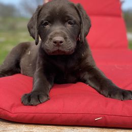 Labrador Retriever Puppies from Paws Farm Retrievers