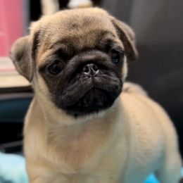 Ivan - Fawn Pug puppy in Randleman, North Carolina from Peachy Pugs