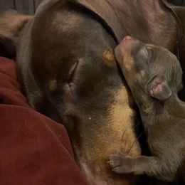 Dachshund and Poodle Puppies from Arkansas Standard Poodles & Dachshunds