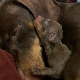 Dachshund and Poodle Puppies from Arkansas Standard Poodles & Dachshunds