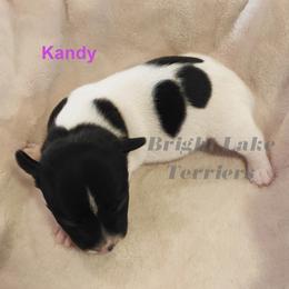 Kandy - White and black female Teddy Roosevelt Terrier puppy in Milaca, Minnesota from Bright Lake Terriers