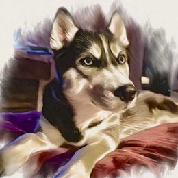 Nikita - Siberian Husky