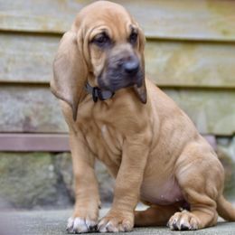 Gray Collar - Red female Bloodhound puppy in Paoli, Indiana from Houndsarunning Bloodhounds
