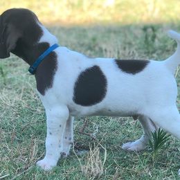 German Shorthaired Pointer Puppies from Triple Cord Kennels