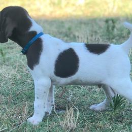 German Shorthaired Pointer Puppies from Triple Cord Kennels