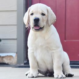 Labrador Retriever Puppies from ROCK CREEK LABRADORS