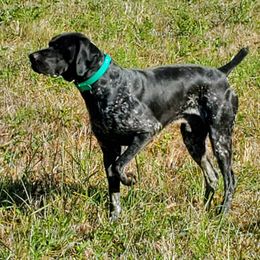Rex - German Shorthaired Pointer