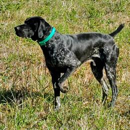 Rex - German Shorthaired Pointer