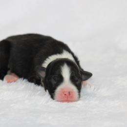 Girl 3 - female Australian Shepherd puppy in Circleville, Utah from Canyon Creek Aussies