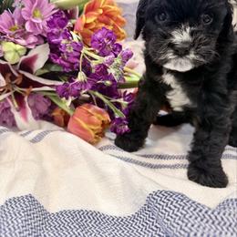 Boy 3 - Black and white male Cavapoo puppy in Bloomfield, Iowa from Schooley Doodles