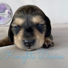 Oliver - Cream male Dachshund puppy in New Braunfels, Texas from 2 Knights Doxies