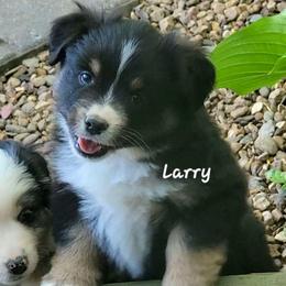 Larry - Black tri male Miniature American Shepherd puppy in Waxhaw, North Carolina from Cane Creek Aussies