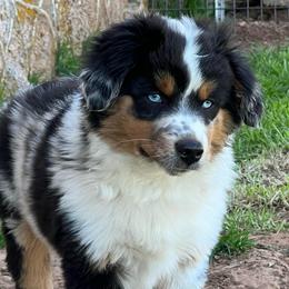 Levi - Blue merle male Toy Australian Shepherd puppy in Nocona, Texas from Rafter O Toy Aussies and Mini Heelers