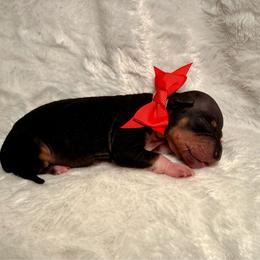 Spikey - Black and tan male American Hairless Terrier puppy in Westland, Michigan from Lazuli Great Danes & Bare Necessities American Hairless Terriers
