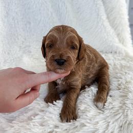 Caleb - Apricot male Goldendoodle puppy in Reeds Spring, Missouri from As Good As Goldendoodles and more