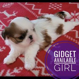 Gidget - Gold and white female Shih Tzu puppy in Orient, Ohio from Forever Friends Shih-Tzu