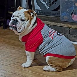 Kirby - Bulldog