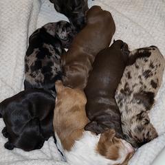 Dachshund Puppies from Little Long & Lovely Dachshunds