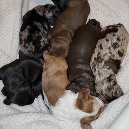 Dachshund Puppies from Little Long & Lovely Dachshunds