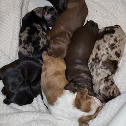 Dachshund Puppies from Little Long & Lovely Dachshunds