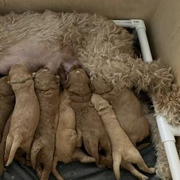 Goldendoodles from Marshall Goldendoodles