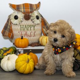 Maltese and Maltipoo Puppies from Chez Lexi Kennels