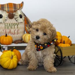 Maltese and Maltipoo Puppies from Chez Lexi Kennels