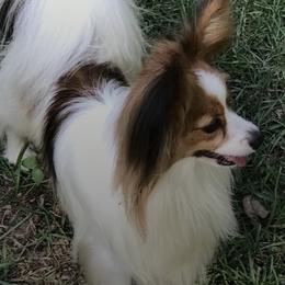 Papillons from Inspire Papillon