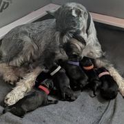 Ms. Myrtle - Standard Schnauzer