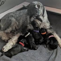 Ms. Myrtle - Standard Schnauzer