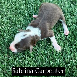 Sabrina Carpenter - Red tri-color female Aussiedoodle puppy in Bakersfield, California from Annie's Aussies