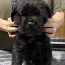 Purple - Black male Cane Corso puppy in Paris, Texas from Knucklehead Cane Corso