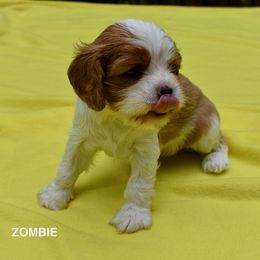 Australian Shepherd and Cavalier King Charles Spaniel Puppies from FairWilde Farm