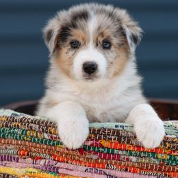 Australian Shepherd Puppies from Hilltop Aussies