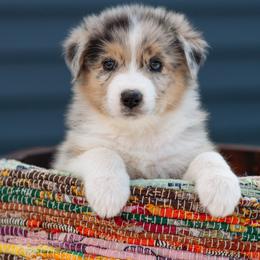 Australian Shepherd Puppies from Hilltop Aussies