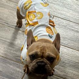 Mable - Blue fawn female French Bulldog puppy in Michigan from Fur Baby Farms