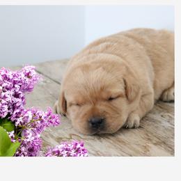 Labrador Retriever Puppies from Briar Hill Labradors