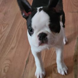 Boston Terrier Puppies from Big Sky Bostons