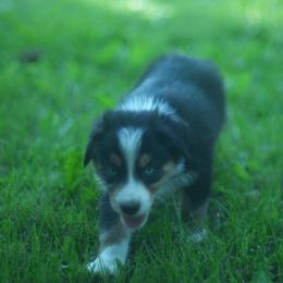 Yukon - Black tri-color male Australian Shepherd puppy in Altmar, New York from E&C Australian Shepherds