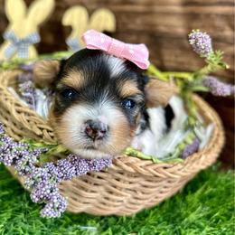 Delilah - Black tan and white female Biewer Terrier puppy in Winslow, Arkansas from Morning Glory Puppies