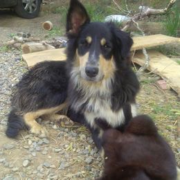 Mirren - Old Time Scotch Collie